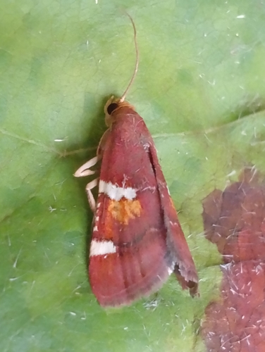 Pyralis regalis