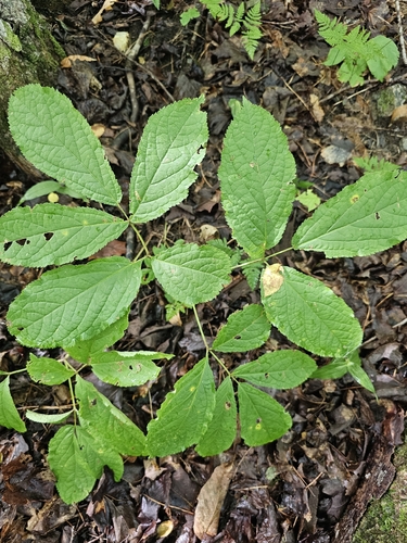 wild sarsaparilla
