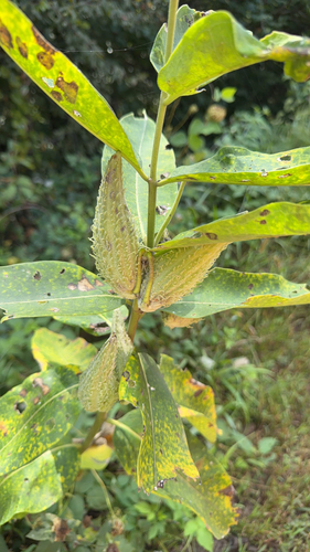common milkweed