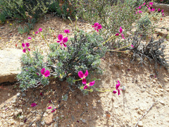 Pelargonium sericifolium