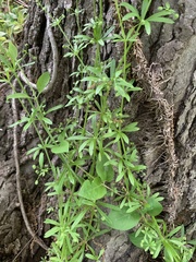 Galium aparine