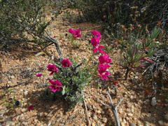 Pelargonium sericifolium