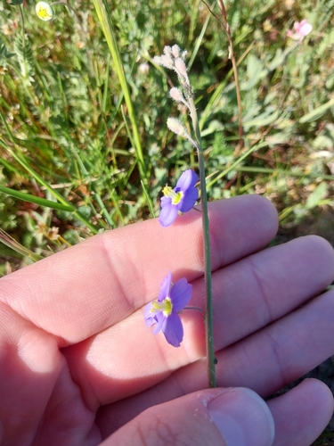 Heliophila africana, photograph 6