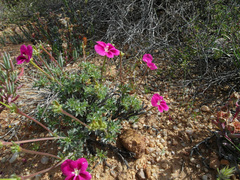 Pelargonium sericifolium