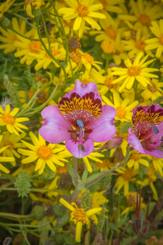 Alstroemeria magnifica, photograph 2