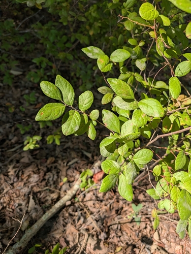 Gaylussacia frondosa, 2026-09-04