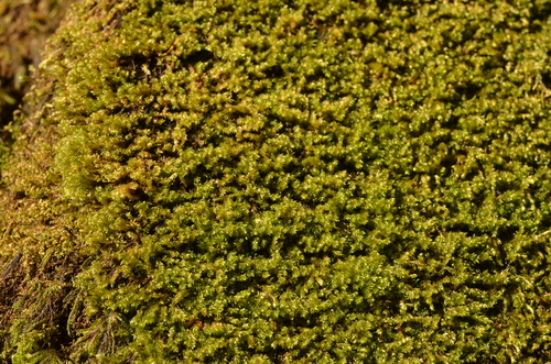 Pseudohygrohypnum eugyrium, 2026-08-26