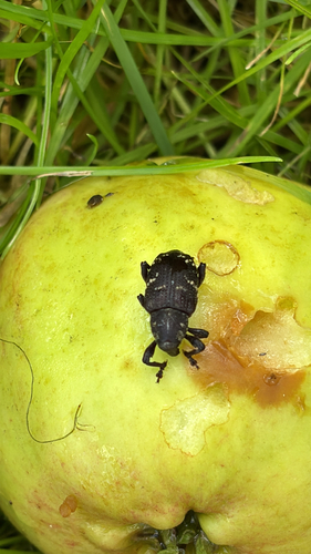 Large Pine Weevil