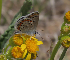 Plebejus melissa