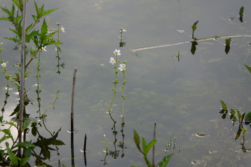 Hottonia palustris, photograph 6