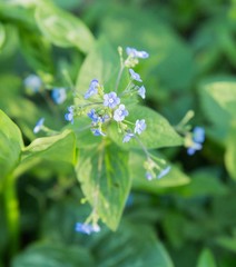 Brunnera macrophylla