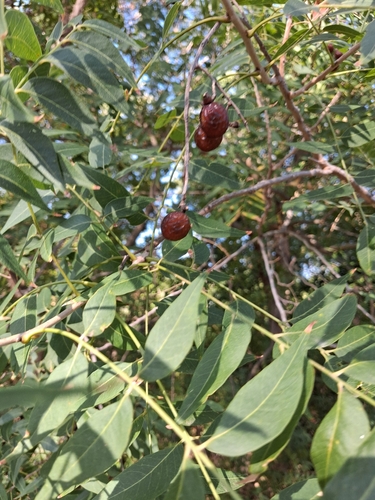 Western Soapberry
