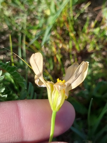 Moraea collina, photograph 1