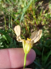 Moraea collina
