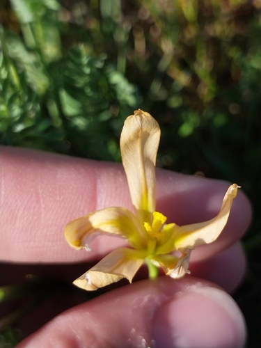 Moraea collina, photograph 2