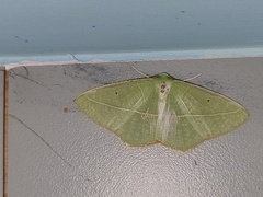 Tanaoctenia haliaria