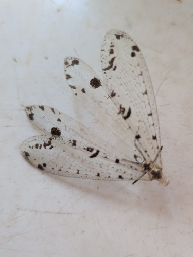 Eastern Spotted-winged Antlion