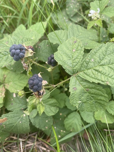 European dewberry