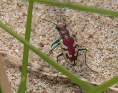 Cicindela lengi