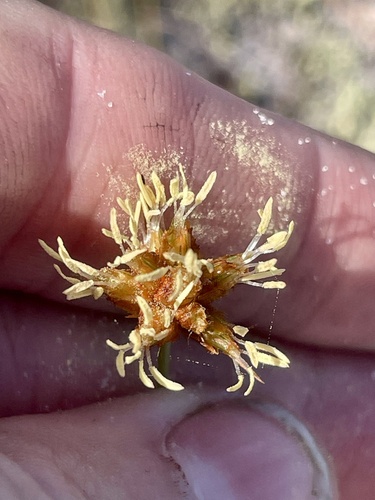 Ware's hairsedge (Bulbostylis warei)