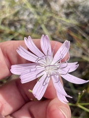 Lygodesmia aphylla