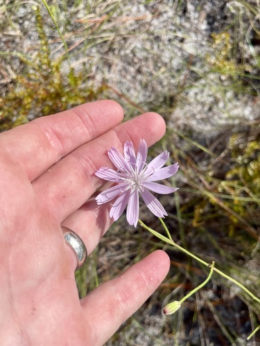 Lygodesmia aphylla, photograph 2