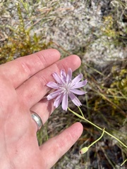 Lygodesmia aphylla, photograph (c) James Hardee, some rights reserved (CC BY)