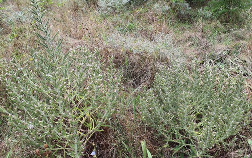 Pale Bugloss