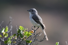 Vireo vicinior