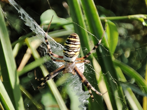 Wasp Spider