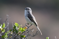 Vireo vicinior