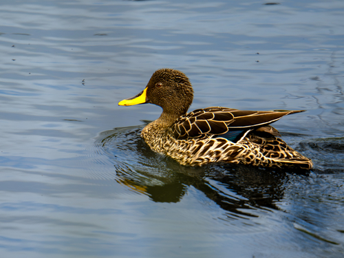 iNaturalist image