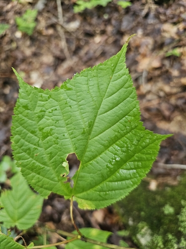 striped maple