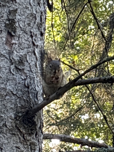 American Red Squirrel