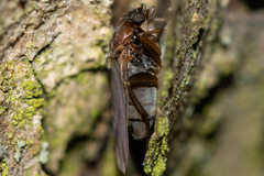 Anevrina thoracica