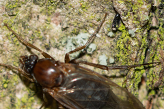 Anevrina thoracica