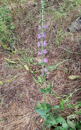 Southern Meadow Sage