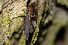 Anevrina thoracica