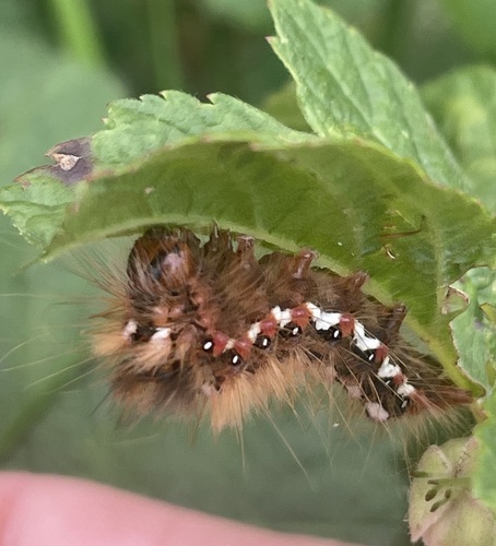 Knot Grass Moth