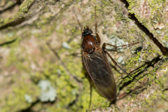Anevrina thoracica