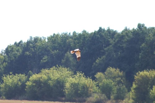 Western Marsh Harrier