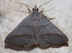 Hemeroplanis parallela