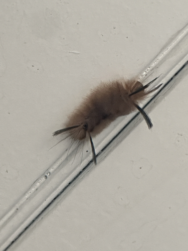 Banded Tussock Moth