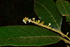 Citharexylum subflavescens