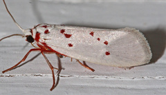Enaemia rubritegula