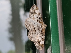 Alcis admissaria