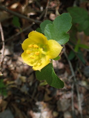 Fremontodendron californicum