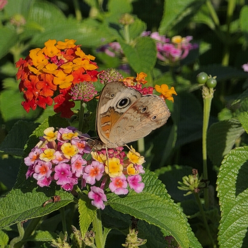 Common Buckeye