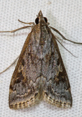 Loxostege allectalis