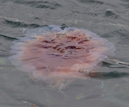 Lion's Mane Jelly